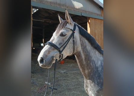 Hanovrien, Jument, 6 Ans, 166 cm, Gris