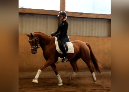 Hanovrien, Jument, 6 Ans, 167 cm, Alezan