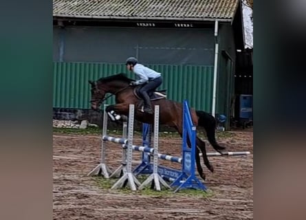 Hanovrien, Jument, 6 Ans, 167 cm, Bai