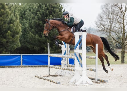 Hanovrien, Jument, 6 Ans, 167 cm, Bai cerise