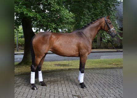 Hanovrien, Jument, 6 Ans, 167 cm, Bai