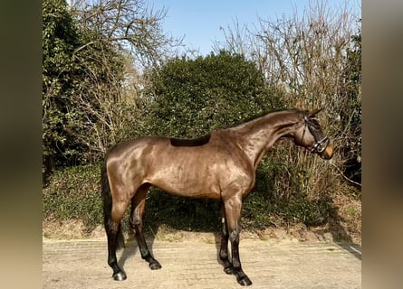 Hanovrien, Jument, 6 Ans, 167 cm, Bai