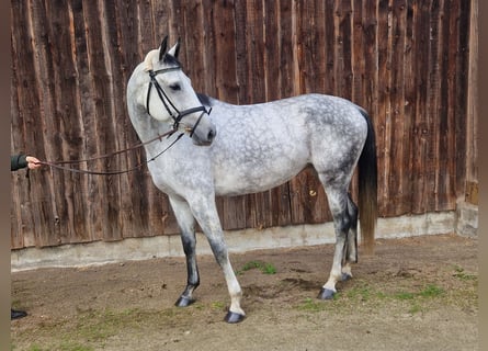 Hanovrien, Jument, 6 Ans, 167 cm, Gris