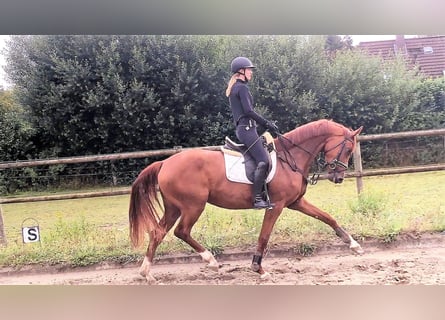 Hanovrien, Jument, 6 Ans, 168 cm, Alezan