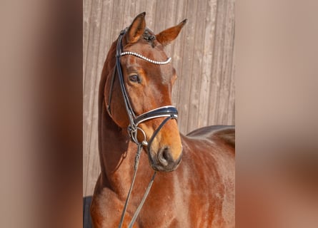 Hanovrien, Jument, 6 Ans, 168 cm, Bai