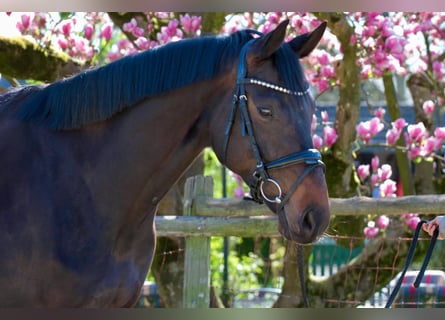 Hanovrien, Jument, 6 Ans, 168 cm, Noir
