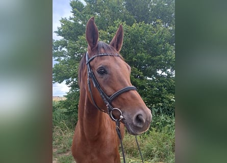 Hanovrien, Jument, 6 Ans, 170 cm, Alezan brûlé