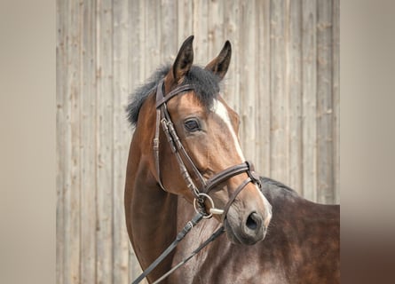 Hanovrien, Jument, 6 Ans, 170 cm, Bai