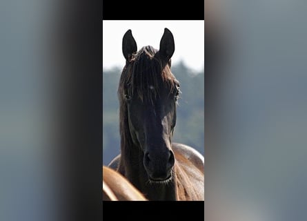 Hanovrien, Jument, 6 Ans, 170 cm, Noir