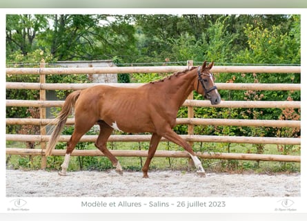 Hanovrien, Jument, 6 Ans, 171 cm, Alezan