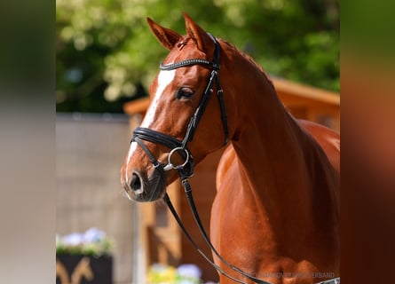 Hanovrien, Jument, 6 Ans, 172 cm, Bai brun foncé