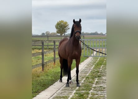 Hanovrien, Jument, 6 Ans, 172 cm, Bai