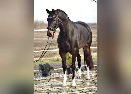 Hanovrien, Jument, 6 Ans, 172 cm, Bai