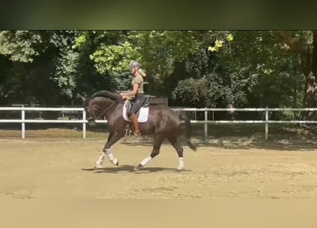 Hanovrien, Jument, 6 Ans, 173 cm, Alezan brûlé
