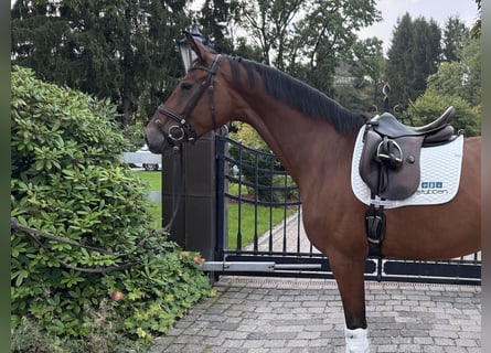 Hanovrien, Jument, 6 Ans, 173 cm, Bai