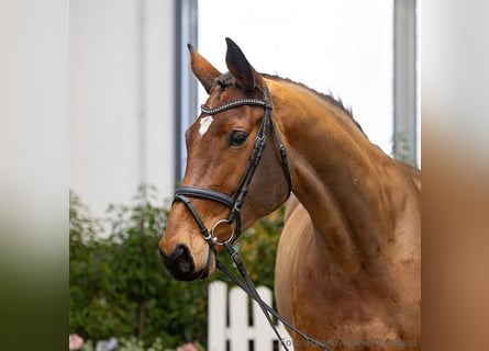 Hanovrien, Jument, 6 Ans, 173 cm, Bai