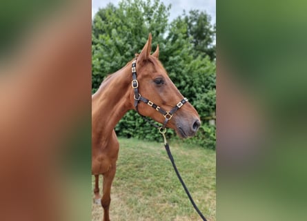 Hanovrien, Jument, 6 Ans, 174 cm, Alezan brûlé