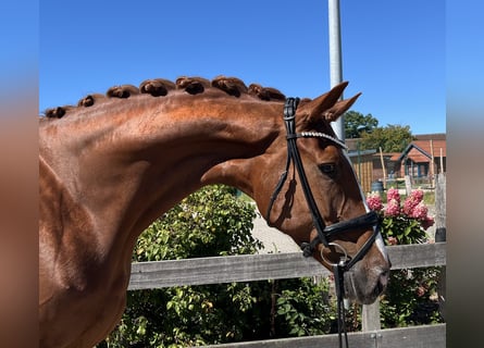 Hanovrien, Jument, 6 Ans, 174 cm, Alezan