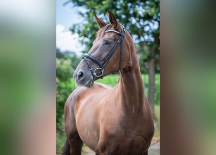 Hanovrien, Jument, 6 Ans, 178 cm, Alezan brûlé