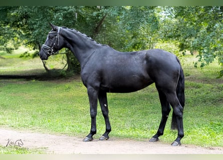 Hanovrien, Jument, 6 Ans, Noir