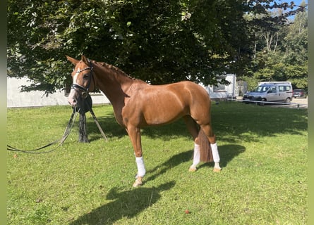 Hanovrien, Jument, 7 Ans, 162 cm, Alezan Hanovrien, Jument, 7 Ans, 162 cm, Alezan