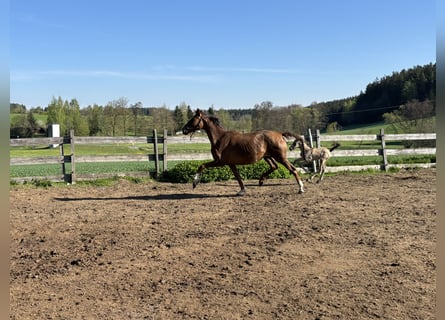 Hanovrien, Jument, 7 Ans, 162 cm, Alezan