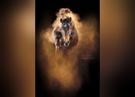 Hanovrien, Jument, 7 Ans, 163 cm, Bai brun