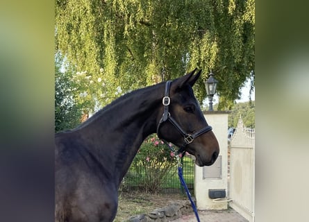 Hanovrien, Jument, 7 Ans, 164 cm, Bai brun foncé