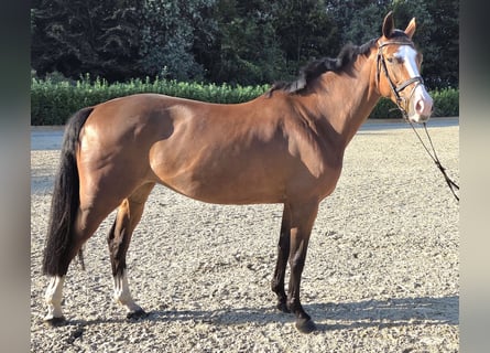 Hanovrien, Jument, 7 Ans, 164 cm, Bai