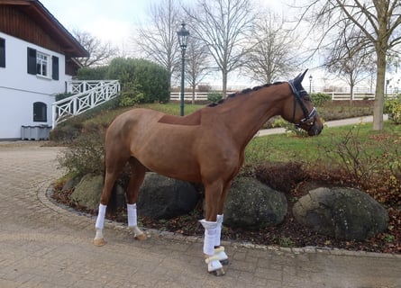 Hanovrien, Jument, 7 Ans, 165 cm, Alezan brûlé