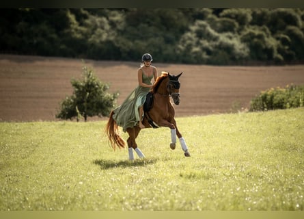 Hanovrien, Jument, 7 Ans, 165 cm, Alezan