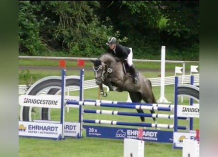 Hanovrien, Jument, 7 Ans, 165 cm, Gris