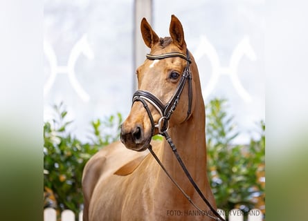 Hanovrien, Jument, 7 Ans, 166 cm, Alezan brûlé