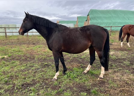 Hanovrien, Jument, 7 Ans, 166 cm, Bai brun