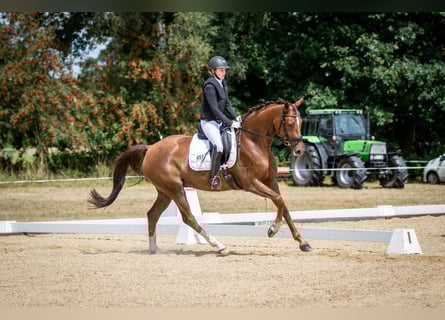 Hanovrien, Jument, 7 Ans, 167 cm, Alezan brûlé