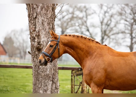 Hanovrien, Jument, 7 Ans, 167 cm, Alezan