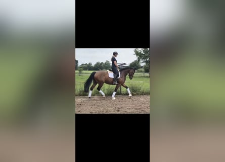 Hanovrien, Jument, 7 Ans, 167 cm, Bai