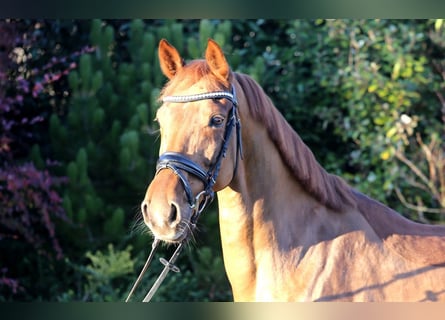 Hanovrien, Jument, 7 Ans, 168 cm, Alezan