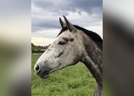 Hanovrien, Jument, 7 Ans, 168 cm, Gris