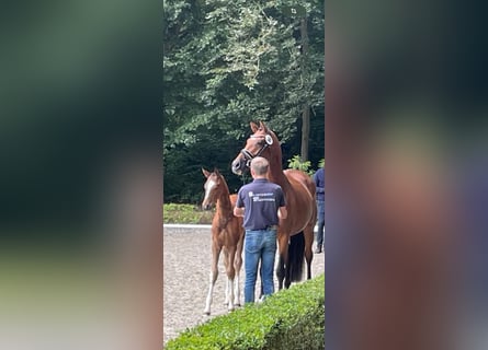 Hanovrien, Jument, 7 Ans, 169 cm, Bai