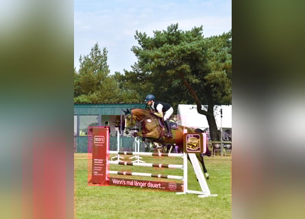 Hanovrien, Jument, 7 Ans, 169 cm, Bai