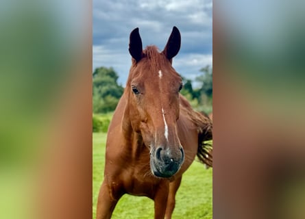 Hanovrien, Jument, 7 Ans, 170 cm, Alezan