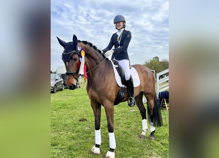 Hanovrien, Jument, 7 Ans, 170 cm, Bai