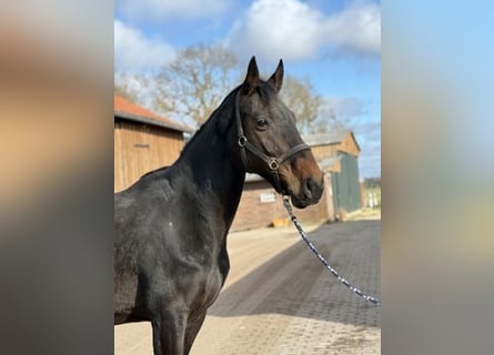 Hanovrien, Jument, 7 Ans, 170 cm, Bai