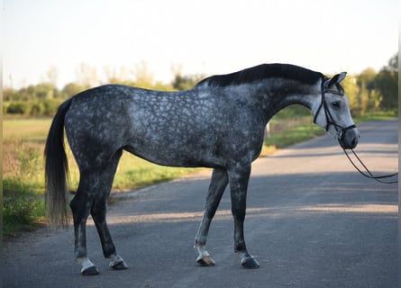 Hanovrien, Jument, 7 Ans, 170 cm, Gris