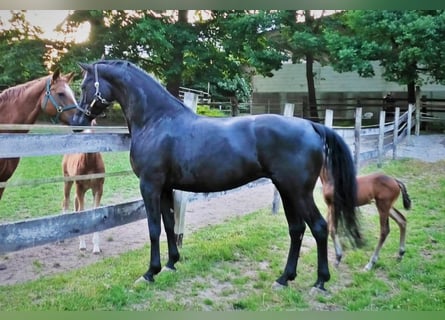 Hanovrien, Jument, 7 Ans, 170 cm, Noir