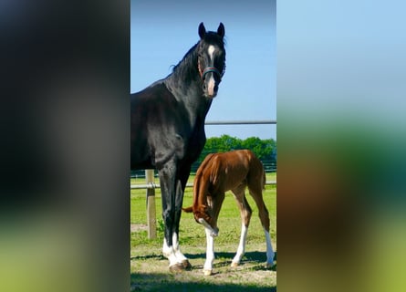 Hanovrien, Jument, 7 Ans, 170 cm, Noir