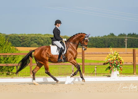 Hanovrien, Jument, 7 Ans, 171 cm, Bai