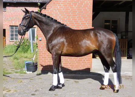 Hanovrien, Jument, 7 Ans, 171 cm, Bai