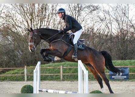 Hanovrien, Jument, 7 Ans, 172 cm, Bai brun